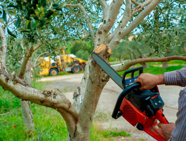 The Steps Involved in Our Tree Care Process in Lake Forest Park, WA